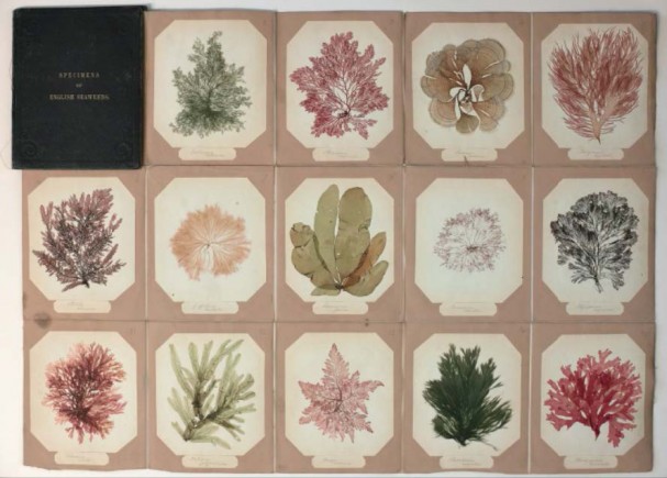Fig. 2 A folded book with pressed seaweed samples, probably collected by a young girl on one of the English Channel Islands at the beginning of the 19th Century. From the collections in the Natural History Museum in London. On the back of the book is inscribed the small verse quoted in the text (Photo: Jacob Thue).